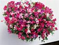 Lathyrus Odoratus